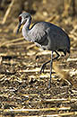 Bosque Del Apache Sandhill Crane